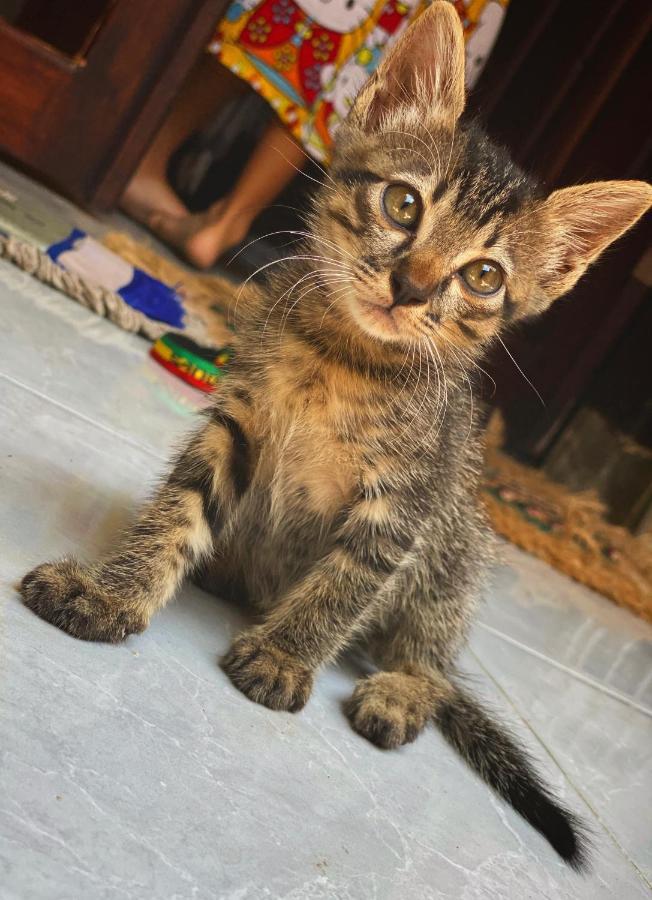Jimador'S Homestay Gili Trawangan Buitenkant foto